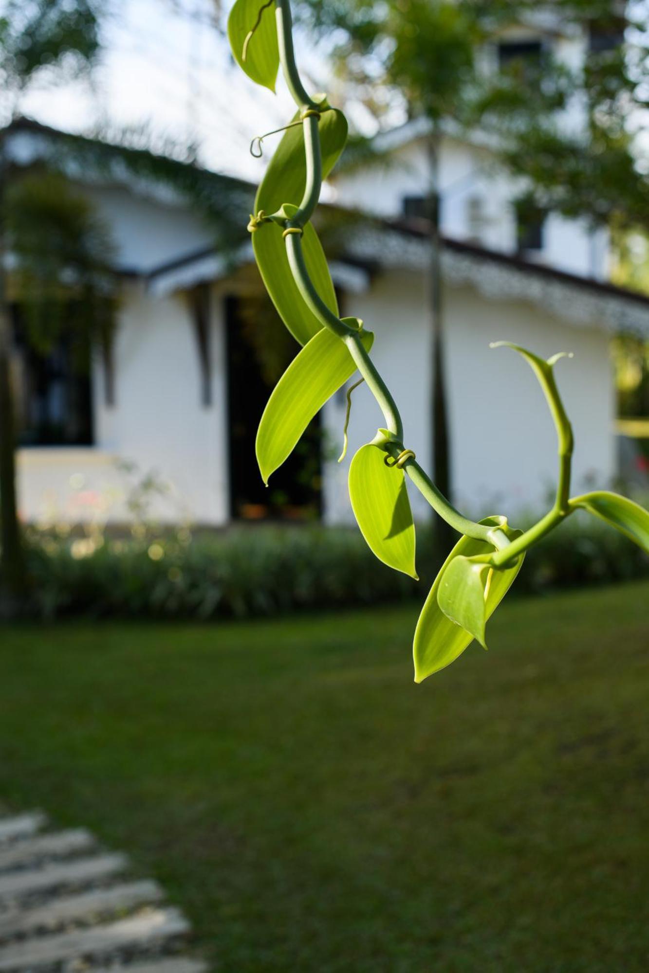 فندق Roots Retreat أونا واتونا المظهر الخارجي الصورة