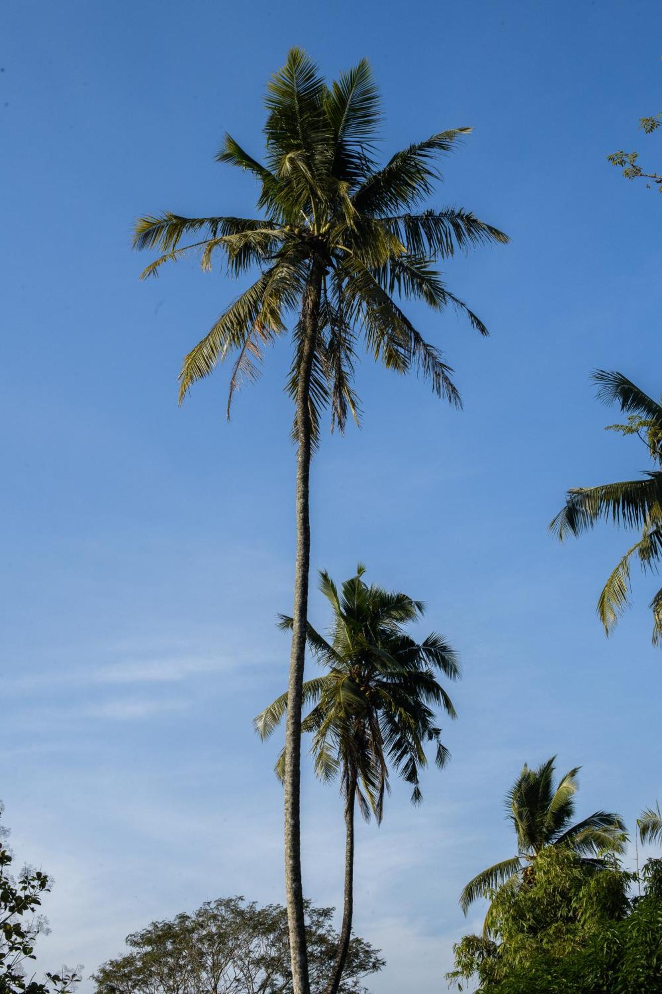فندق Roots Retreat أونا واتونا المظهر الخارجي الصورة